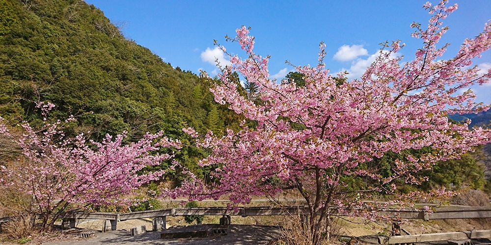 桜